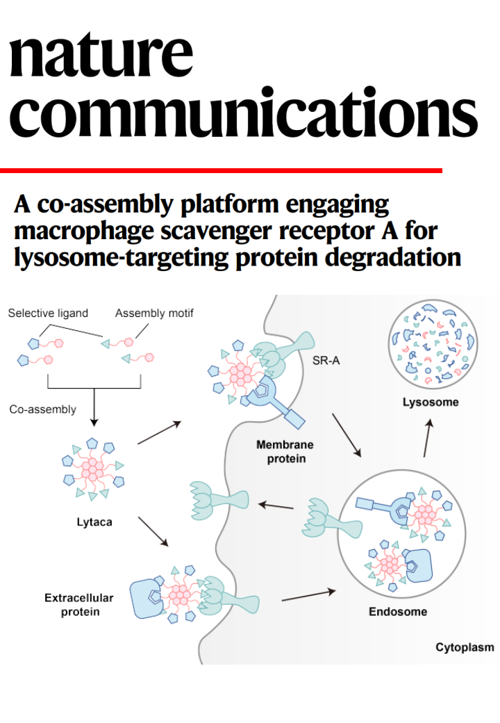 38. A co-assembly platform engaging macrophage scavenger receptor A for lysosome-targeting protein degradation